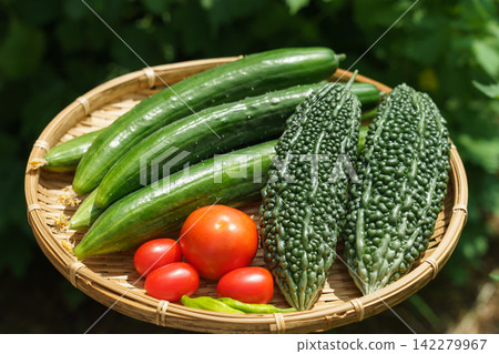 A basket of freshly harvested summer vegetables (August) from a home garden. A basket of freshly harvested summer vegetables (August) from a home garden. 142279967
