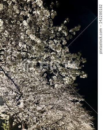 Cherry blossoms at night Cherry blossoms at night 142280182