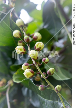 巴林頓花蕾 巴林頓花蕾 142280332