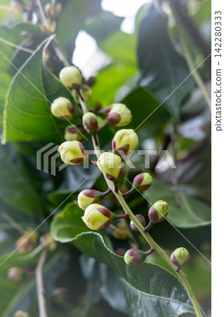 巴林頓花蕾 142280333