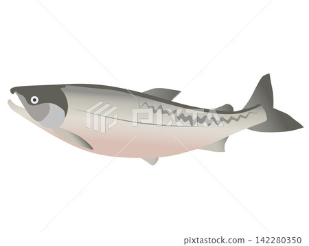 鮭魚插圖(彩色) 鮭魚插圖(彩色) 142280350