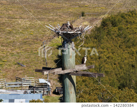 Aerial view of an Eastern Osprey perched in its nest on an elevated nesting platform, showing the Australian bird of prey resting among nesting material in its surrounding natural habitat. Aerial view of an Eastern Osprey perched in its nest on an elevated nesting platform, showing the Australian bird of prey resting among nesting material in its surrounding natural habitat. 142280384