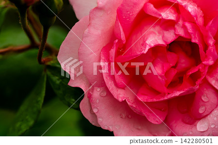 Fresh spray rose with natural moisture in a blurry romantic macro style. Fresh spray rose with natural moisture in a blurry romantic macro style. 142280501