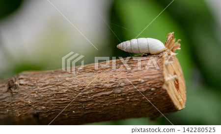 Gastropod mollusk in its natural habitat among blurred summer garden greenery. Gastropod mollusk in its natural habitat among blurred summer garden greenery. 142280525