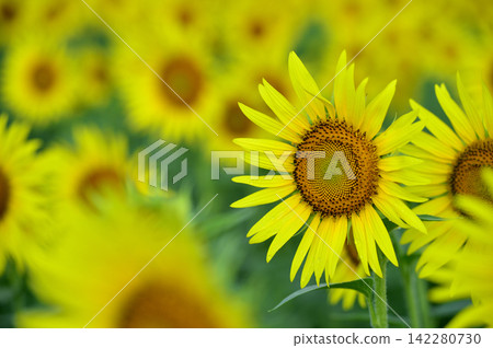 說到夏天的向日葵 說到夏天的向日葵 142280730