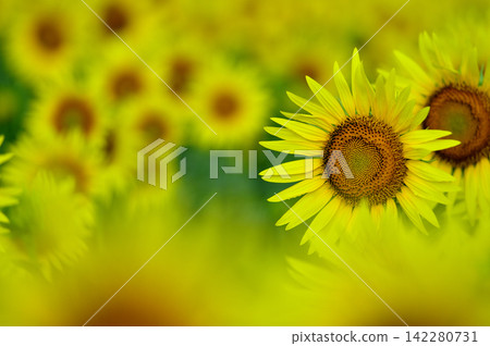 說到夏天的向日葵 說到夏天的向日葵 142280731