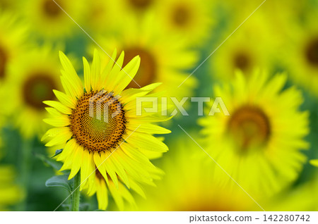說到夏天的向日葵 說到夏天的向日葵 142280742