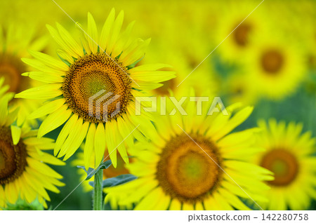 Speaking of summer sunflower Speaking of summer sunflower 142280758