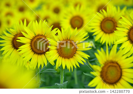 Speaking of summer sunflower Speaking of summer sunflower 142280770