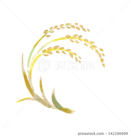 Watercolor-style, hand-drawn illustration of curled rice stalks Watercolor-style, hand-drawn illustration of curled rice stalks 142280899
