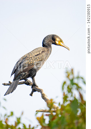 A cormorant perched on a branch, viewed from the side. A cormorant perched on a branch, viewed from the side. 142280915