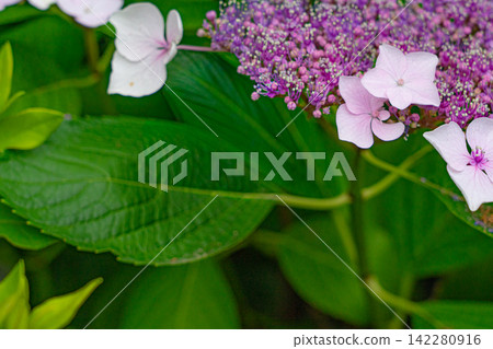 Pale pink hydrangea blossoms stand out against the dark green leaves. Pale pink hydrangea blossoms stand out against the dark green leaves. 142280916