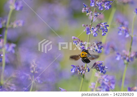 A bumblebee visits purple flowers at Lavender Park in Taka Town, Hyogo Prefecture. 142280920