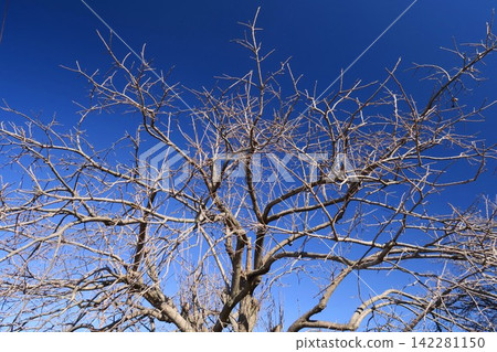 A clear blue sky on an early spring morning and the bare branches of a persimmon tree. A clear blue sky on an early spring morning and the bare branches of a persimmon tree. 142281150