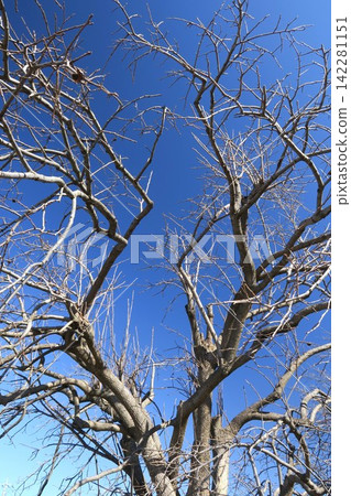 A clear blue sky on an early spring morning and the bare branches of a persimmon tree. A clear blue sky on an early spring morning and the bare branches of a persimmon tree. 142281151