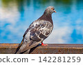 A grey city pigeon on a blurred background 142281259