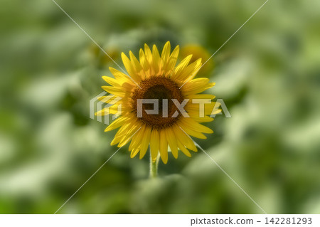late summer sunflower field late summer sunflower field 142281293