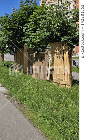 Young deciduous trees with protective wooden boards around the trunks in an urban city street landscape area. 142281552
