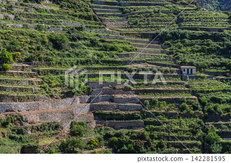 Vineyard in Manarola, Liguria, Italy from telephoto hillside perspective Vineyard in Manarola, Liguria, Italy from telephoto hillside perspective 142281595