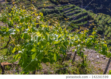 Grapevines in Cinque Terre National Park, Italy from close vineyard perspective Grapevines in Cinque Terre National Park, Italy from close vineyard perspective 142281599