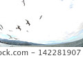 一群海鷗 142281907