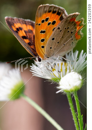 The beautiful patterns and colors of the Small Copper butterfly and the Erigeron annuus The beautiful patterns and colors of the Small Copper butterfly and the Erigeron annuus 142281939