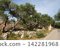 Old olive garden in Lun, Island of Pag, Croatia 142281968