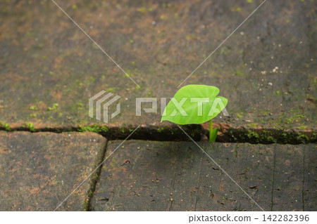 Small plant sprout growing through the crack brick, new life, growth, and hope. Small plant sprout growing through the crack brick, new life, growth, and hope. 142282396