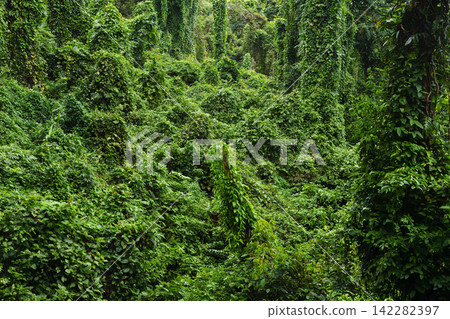 Lush tropical rainforest overgrown with dense green climbing vines, foliage, and tall trees. Lush tropical rainforest overgrown with dense green climbing vines, foliage, and tall trees. 142282397
