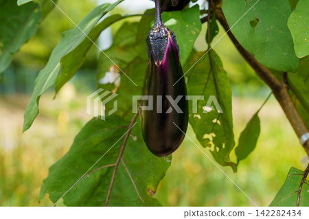 Eggplants that have matured enough to be harvested Eggplants that have matured enough to be harvested 142282434