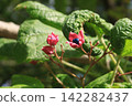 Rabbit fruit 142282437
