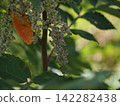 Rhus javanica: Young fruits beginning to form 142282438