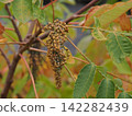 Rhus chinensis fruit 142282439