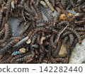 Crab fly larvae that have emerged from the ground 142282440