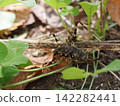 Female camel cricket 142282441