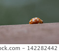 White-faced ladybug 142282442