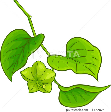 Inca Inchi Branch Colored Detailed Illustration Inca Inchi Branch Colored Detailed Illustration 142282500