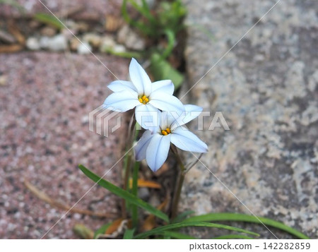 Tiny star-of-Bethlehem flowers blooming from the gaps Tiny star-of-Bethlehem flowers blooming from the gaps 142282859