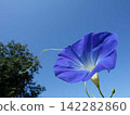 Morning glory, summer, summer vacation 142282860