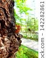 Cicada, cicada, cicada shell, brown cicada 142282861