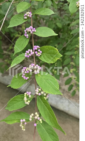 Callicarpa dichotoma branch with small purple fruits and green leaves Callicarpa dichotoma branch with small purple fruits and green leaves 142282911