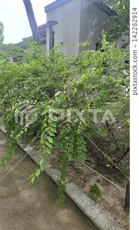 Callicarpa dichotoma branch with small purple fruits and green leaves 142282914