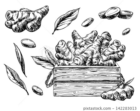 Hand drawn ginger root, slices, leaves, and wooden crate illustration. Monochrome ink line art collection for culinary packaging, herbal design, and natural food concept. Hand drawn ginger root, slices, leaves, and wooden crate illustration. Monochrome ink line art collection for culinary packaging, herbal design, and natural food concept. 142283013