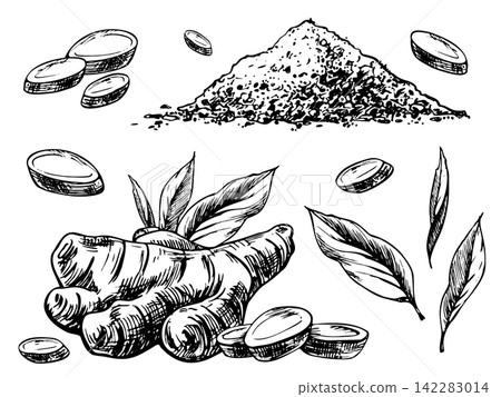 Hand drawn ginger root, slices, leaves, and ground spice collection. Monochrome ink line art botanical illustration with engraving style for culinary packaging and design Hand drawn ginger root, slices, leaves, and ground spice collection. Monochrome ink line art botanical illustration with engraving style for culinary packaging and design 142283014