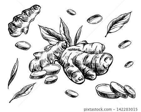 Hand drawn ginger root with sliced pieces and leaves. Monochrome ink engraving illustration for herbal medicine, cooking, packaging, menu design, and botanical decoration. Hand drawn ginger root with sliced pieces and leaves. Monochrome ink engraving illustration for herbal medicine, cooking, packaging, menu design, and botanical decoration. 142283015