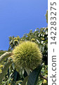 Green chestnuts under the summer sky 142283275