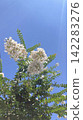 White flowers, crape myrtle under the summer sky 142283276