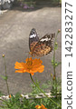 Butterflies sipping nectar from cosmos flowers. 142283277