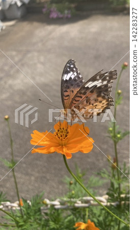 Butterflies sipping nectar from cosmos flowers. Butterflies sipping nectar from cosmos flowers. 142283277