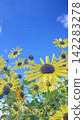 Flowers blooming towards the sky, yellow flowers 142283278